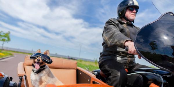 Shetland sheepdog sits with sunglasses in a motorcycle sidecar.