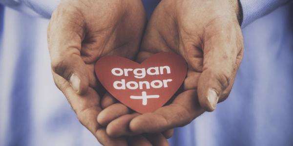 Hands holding heart with a message that reads: Organ donor.